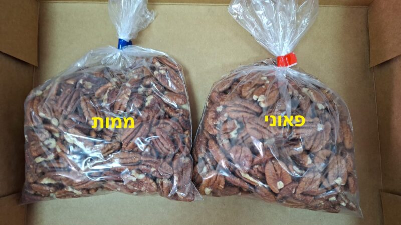 פקאן טבעי מזן פאוני – תמונה 2